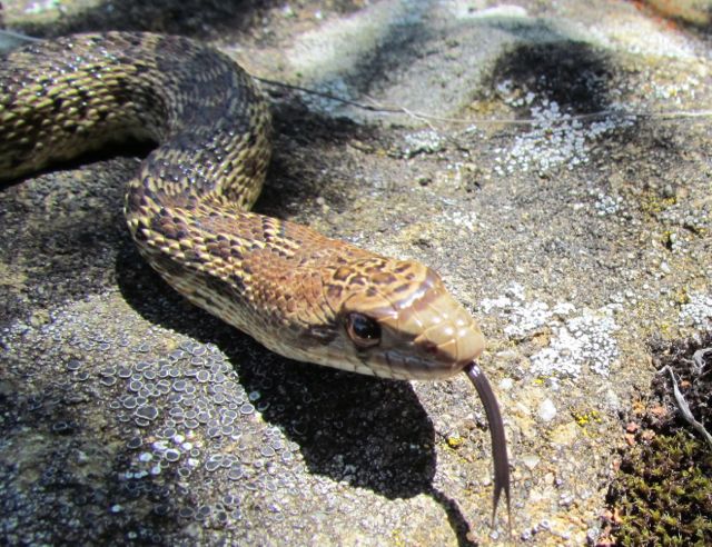 Pacific Gopher Snake